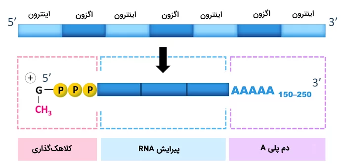 تغییرات پیش از ترجمه مولکول RNA