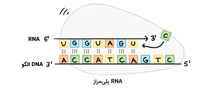 جهت ساخت رشته ‌rna توسط آنزیم rna پلی مراز در مرحله رونویسی