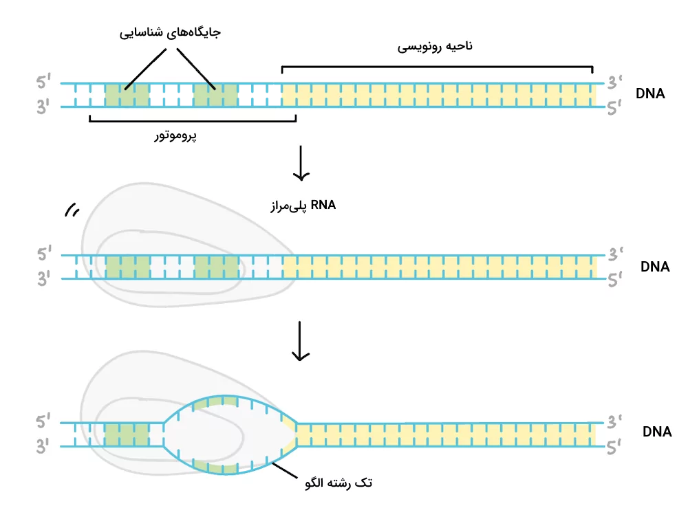 اتصال RNA پلی مراز و باز شدن دو رشته DNA