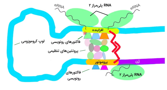 لوپ ایجاد شده توسط افزاینده ها