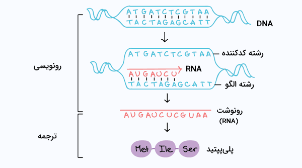 مراحل رونویسی