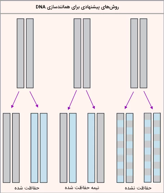 مدل‌های پیشنهادی همانندسازی DNA