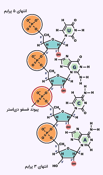 ساختار RNA