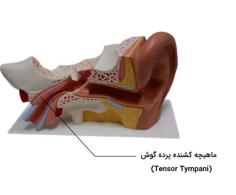 ماهیچه کشنده پرده گوش