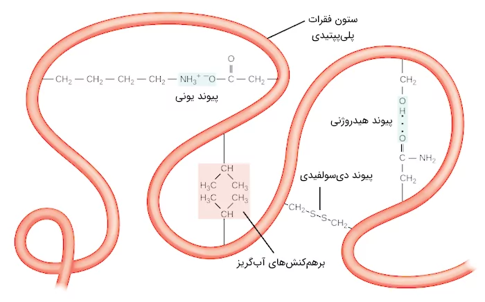 پیوندهای تشکیل دهنده ساختار سوم پروتئین