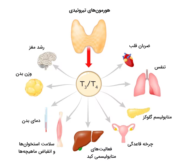 اثرات متفاوت هورمون‌های تیروئید روی بافت‌های مختلف بدن