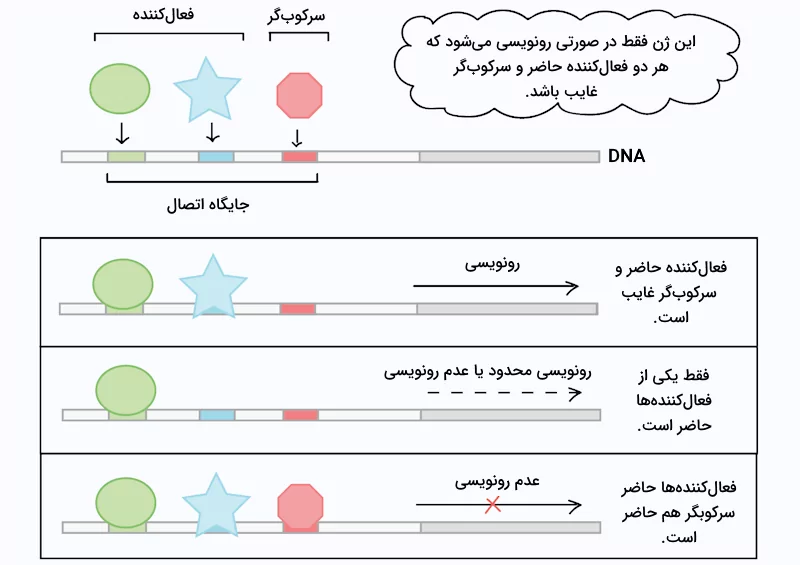 اثر فاکتورهای رونویسی