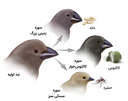 واگرایش سازشی در سهره‌ها