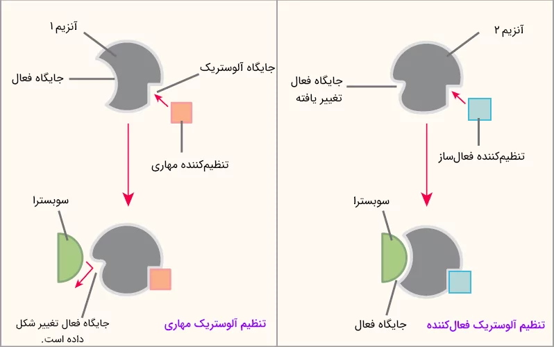 روند تنظیم مهاری و فعال‌کننده آنزیم‌های آلوستریک