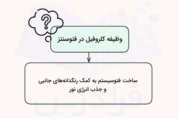 نقش کلروفیل در فتوسنتز چیست - کلروفیل چیست.