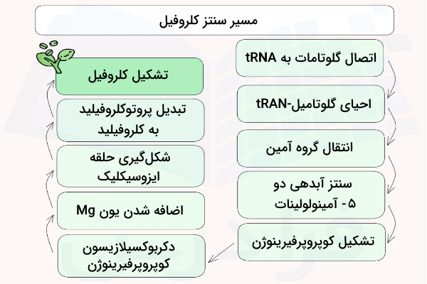 بیوسنتز کلروفیل - کلروفیل چیست