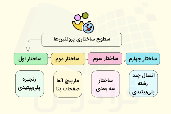 سطوح ساختاری پروتئین ها به همراه ویژگی های هر سطح 