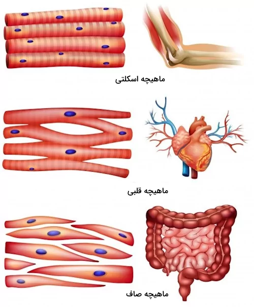 انواع سلول های ماهیچه