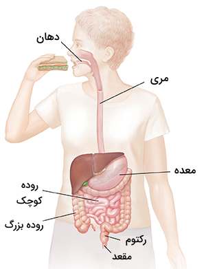 بخش‌های مختلف دستگاه گوارش