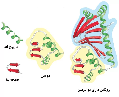 دومین در ساختار پروتئین