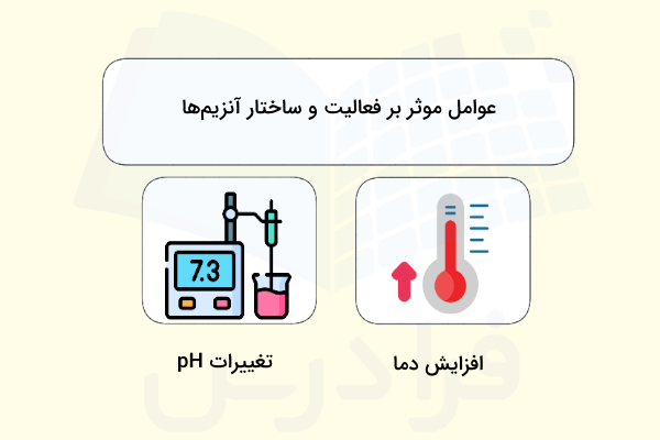 عوامل موثر بر ساختار آنزیم ها و فعالیت آنزیم ها