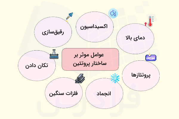 عوامل موثر بر ساختار پروتئین ها - سطوح مختلف ساختار پروتئین