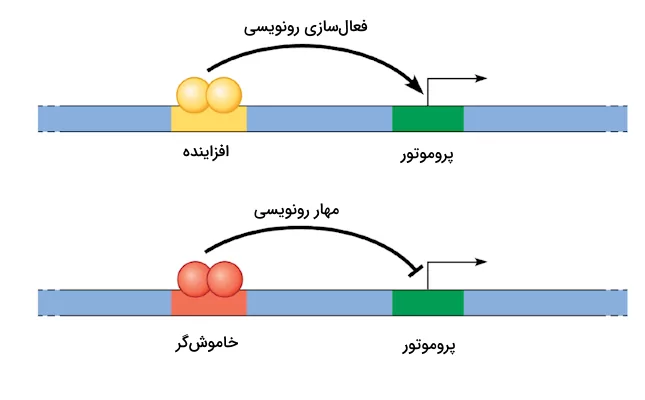 تاثیر افزاینده ها و خاموش گر ها روی پروموتور