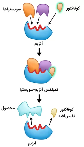 اتصال کوفاکتور به ساختار آنزیم