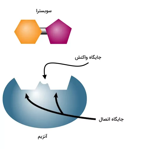 جایگاه فعال در ساختار آنزیم