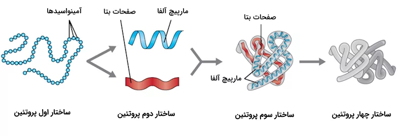 چهار سطح ساختار آنزیم