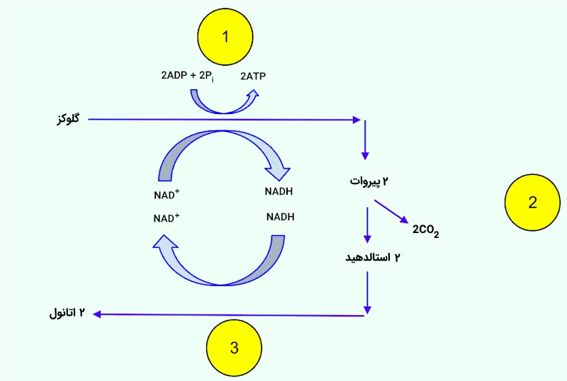 ۳ مرحله تخمیر اتانول