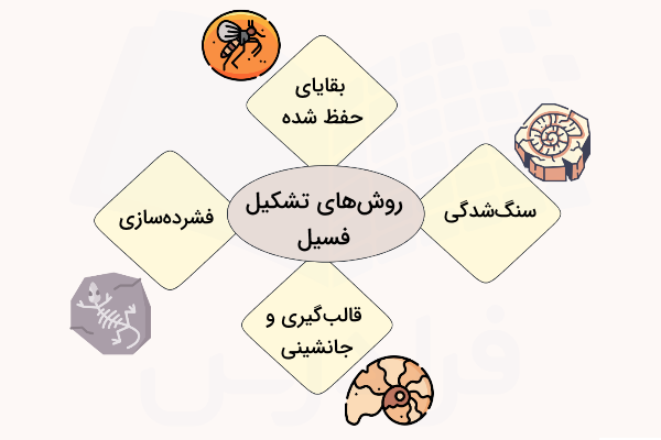 روش های تشکیل فسیل - فسیل چطور ساخته می شود؟ 