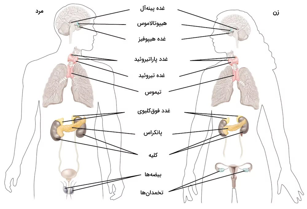 محل غده های سیستم درون ریز در بدن زنان و مردان