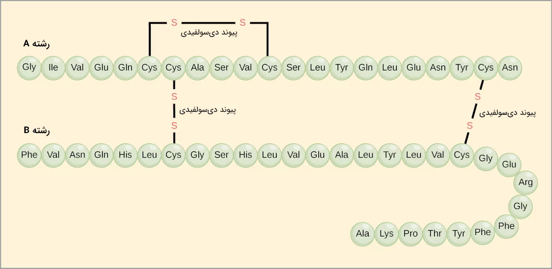 ساختار مولکولی هورمون انسولین