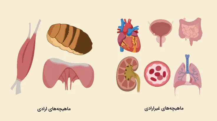 ماهیچه های ارادی و غیرارادی