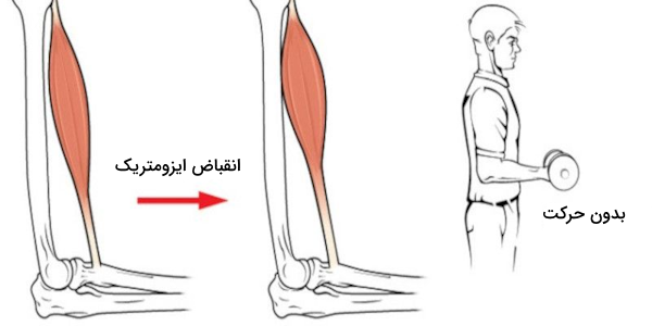 انقباض ایزومتریک ماهیچه