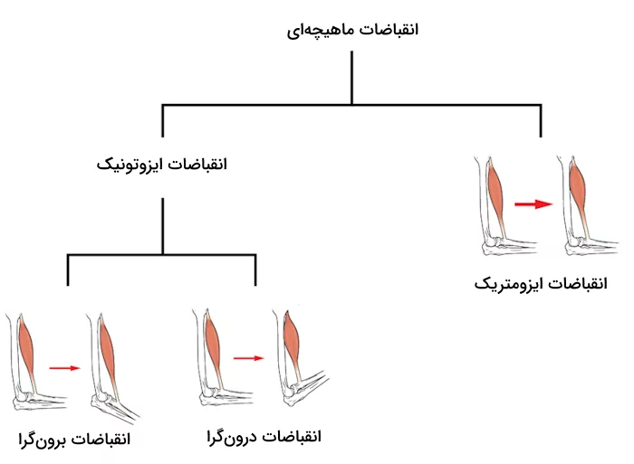 انواع انقباضات ماهیچه‌ای