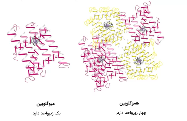 ساختار فضایی میوگلوبین و هموگلوبین