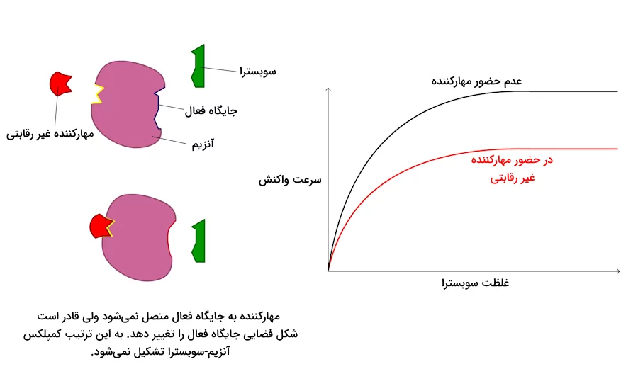 نمودار تاثیر مهارکننده غیر رقابتی بر فعالیت آنزیم