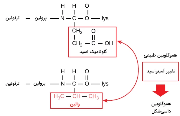 تغییر آمینو اسید در هموگلوبین کم خونی داسی شکل