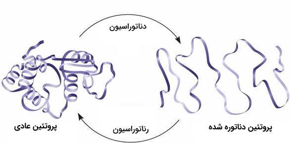 دناتوراسیون و رناتوراسیون پروتئين