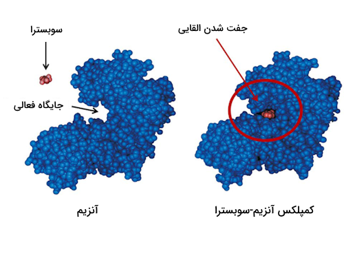 اتصال سوبسترا به جایگاه فعال در ساختار آنزیم