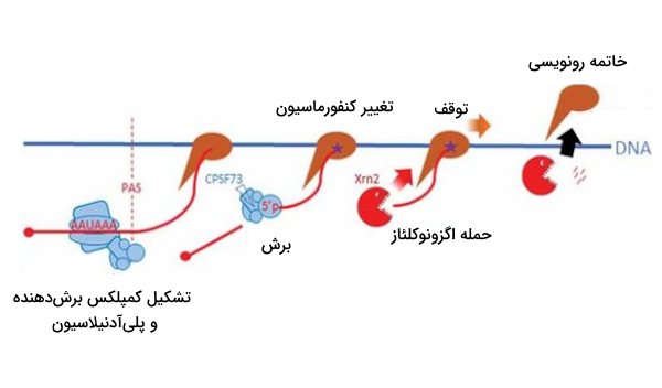 مکانیسم خاتمه رونویسی در یوکاریوت ها