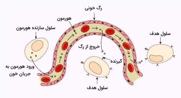 مراحل اصلی پیام رسانی هورمونی