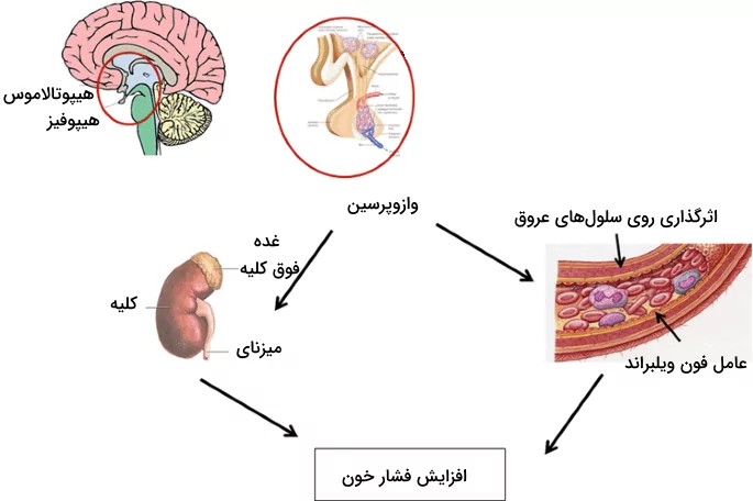 اثرات ترشح هورمون آنتی دیورتیک