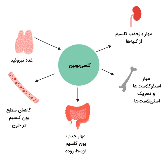 تاثیرات کلسی‌تونین برای تنظیم سطح یون کلسیم در خون