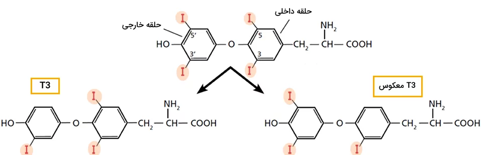 تبدیل T4 به T3 و T3 معکوس