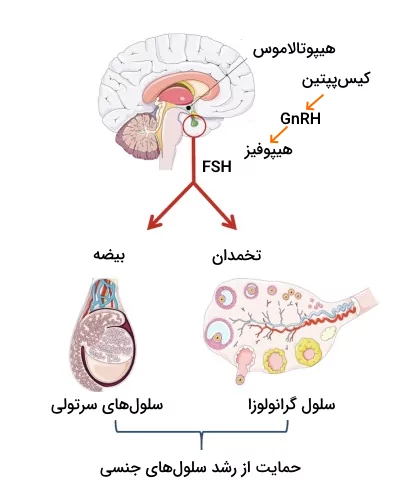 ترشج هورمون FSH و اثرات آن روی غدد جنسی زنانه و مردانه