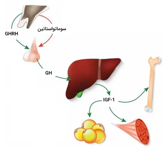 ترشح GHRH و سوماتواستاتین