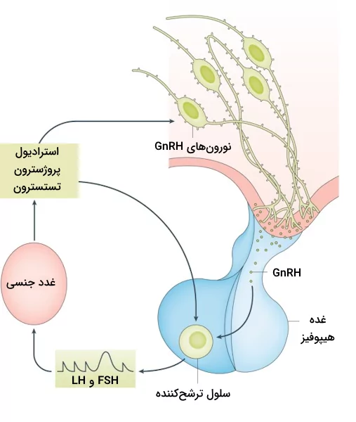 اثرات ترشح GnRH