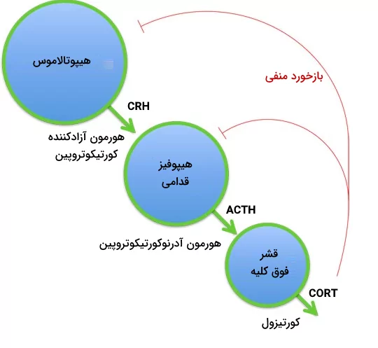 محور هیپوتالاموس-هیپوفیز-فوق کلیه