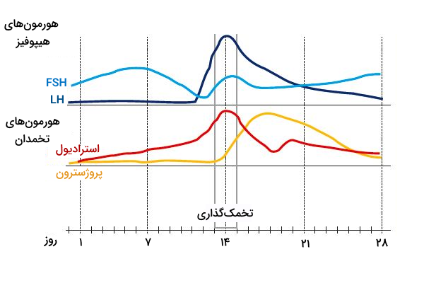 تغییر سطح ترشح هورمون ها در چرخه قاعدگی زنان