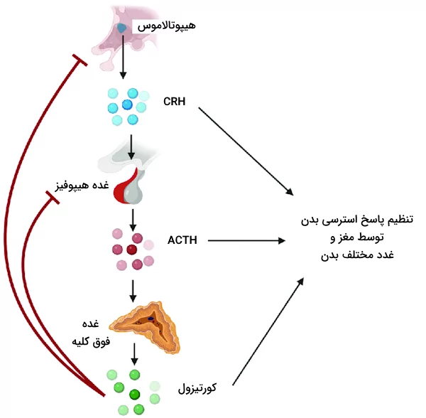 محور هیپوتالاموس-هیپوفیز-فوق کلیه