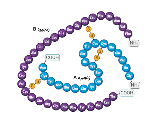ساختار مولکولی انسولین
