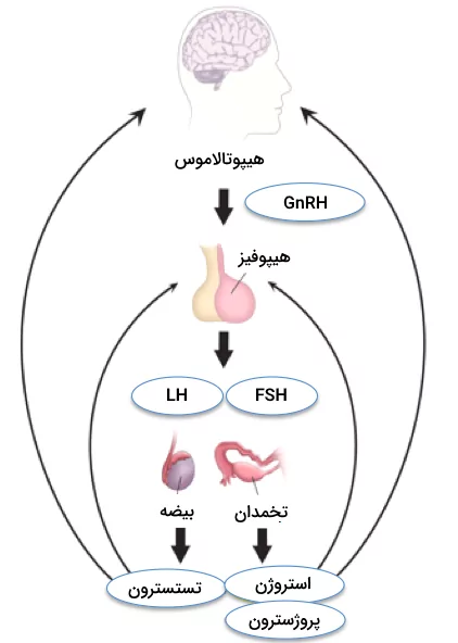 محور هیپوتالاموس-هیپوفیز-گناد